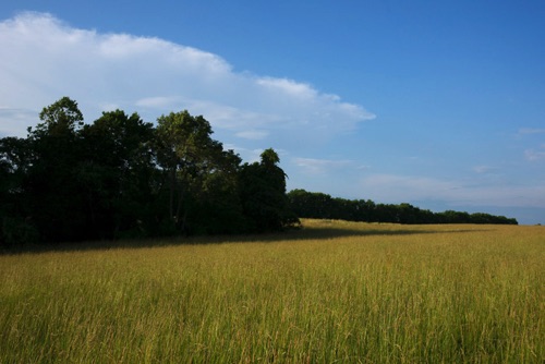 Horshoe Bend Preserve, Hunterdon Land Trust, Hunterdon County, NJ 06 11 (7868SA).jpg